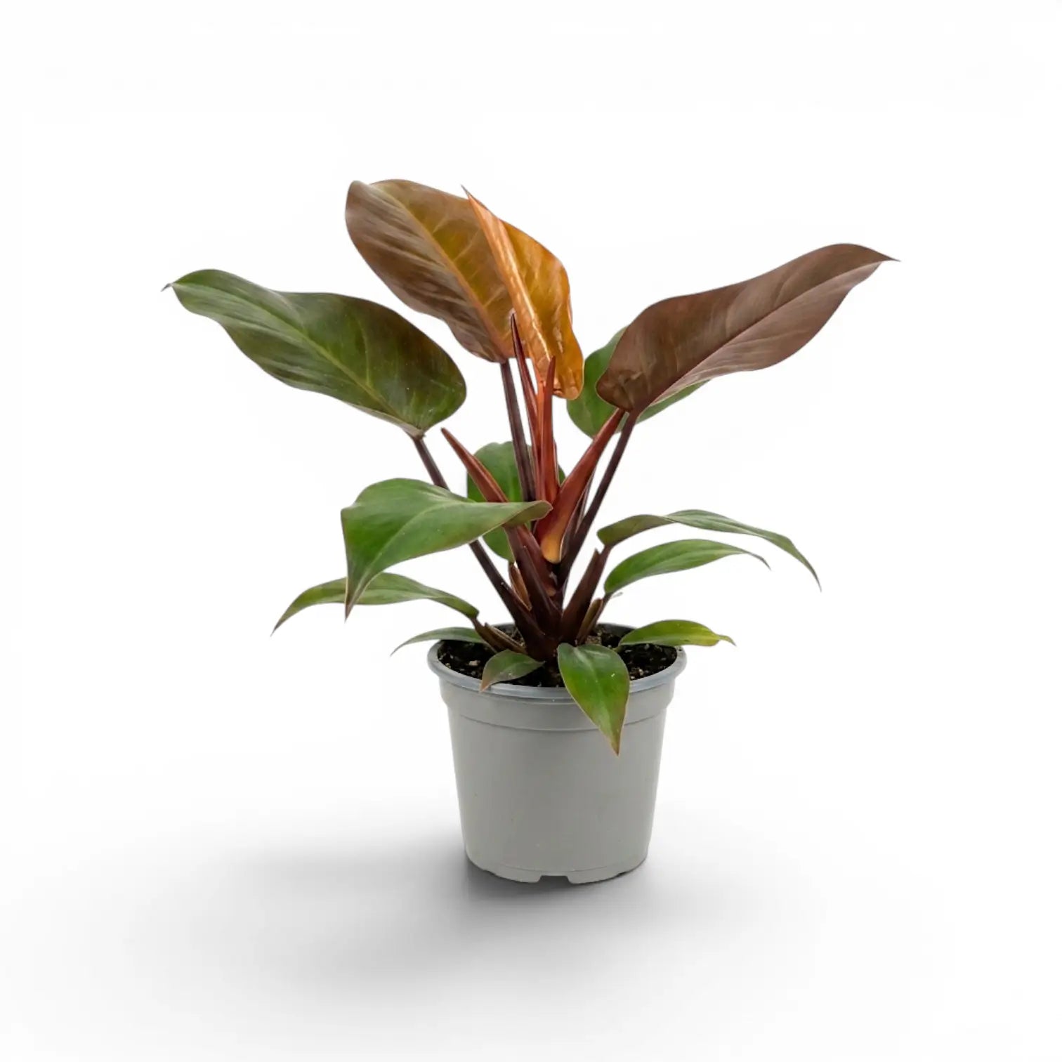 Philodendron McColley's Finale plant in a nursery pot.