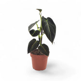 Philodendron melanochrysum potted plant in nursery pot on white background.