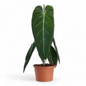 philodendron melanochrysum long leaf Philodendron melanochrysum – Foliage Factory