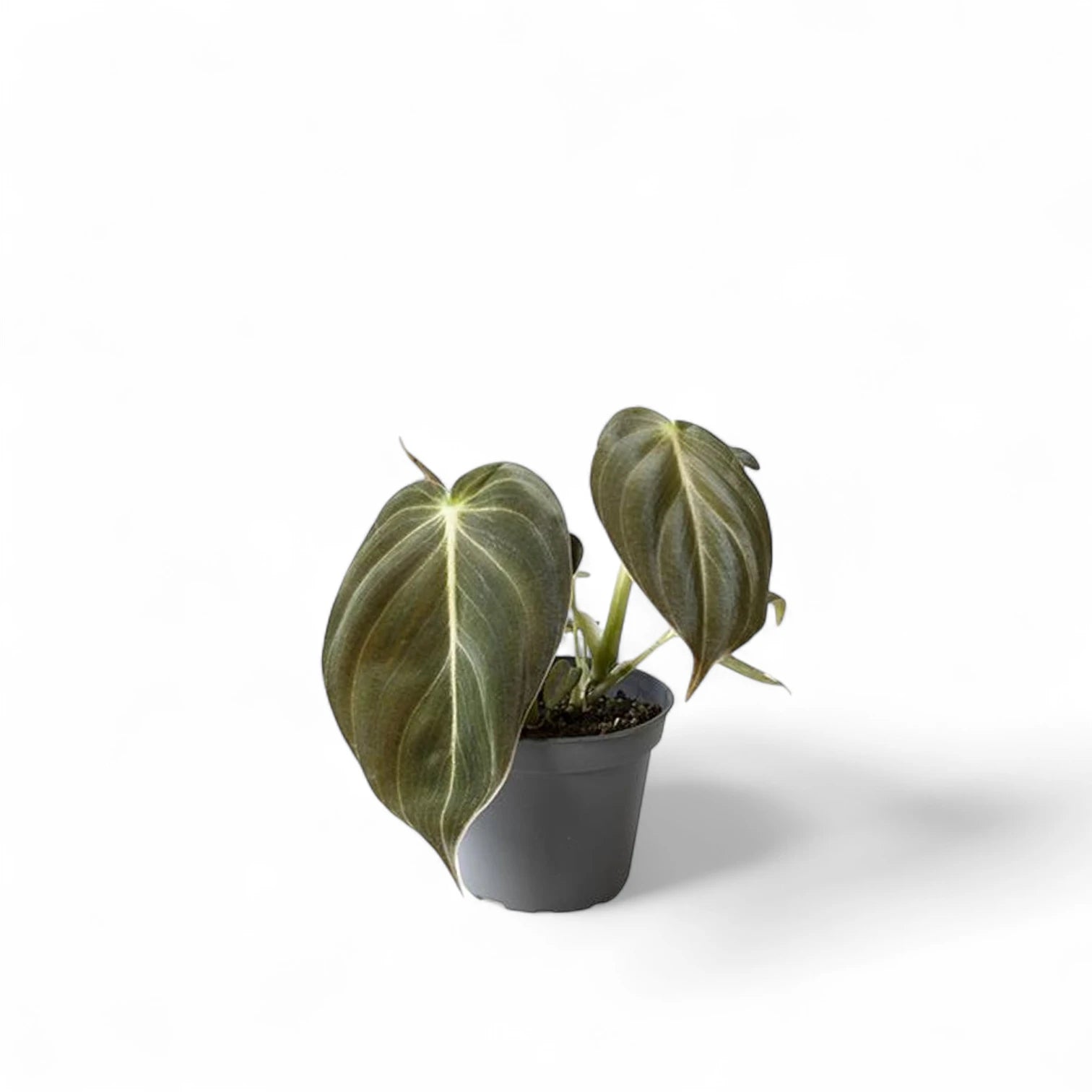 Philodendron melanochrysum potted plant in nursery pot on white background.