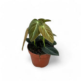 Philodendron melanochrysum potted plant in nursery pot on white background.