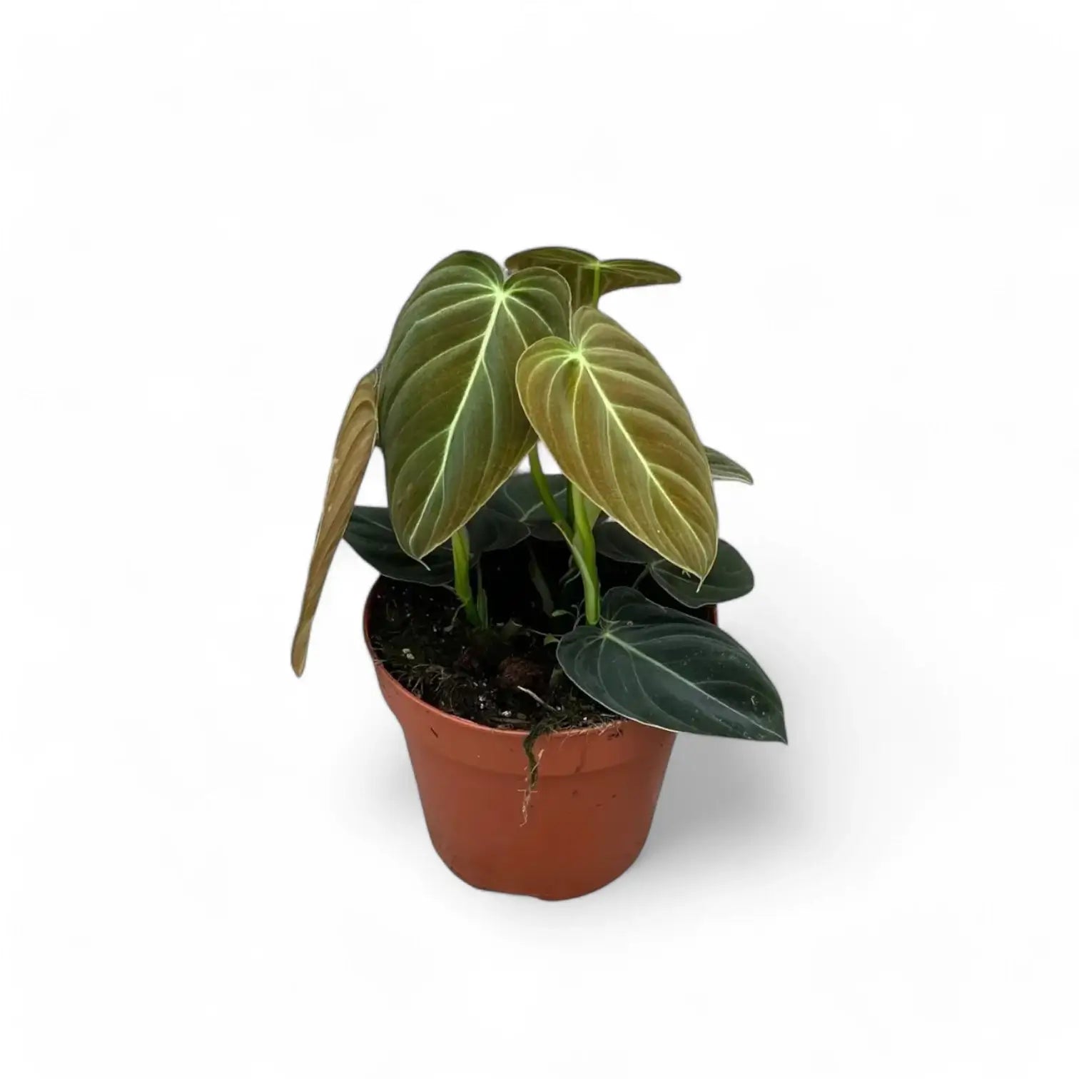 Philodendron melanochrysum potted plant in nursery pot on white background.