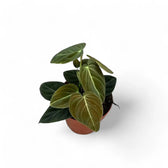 Philodendron melanochrysum potted plant in nursery pot on white background.