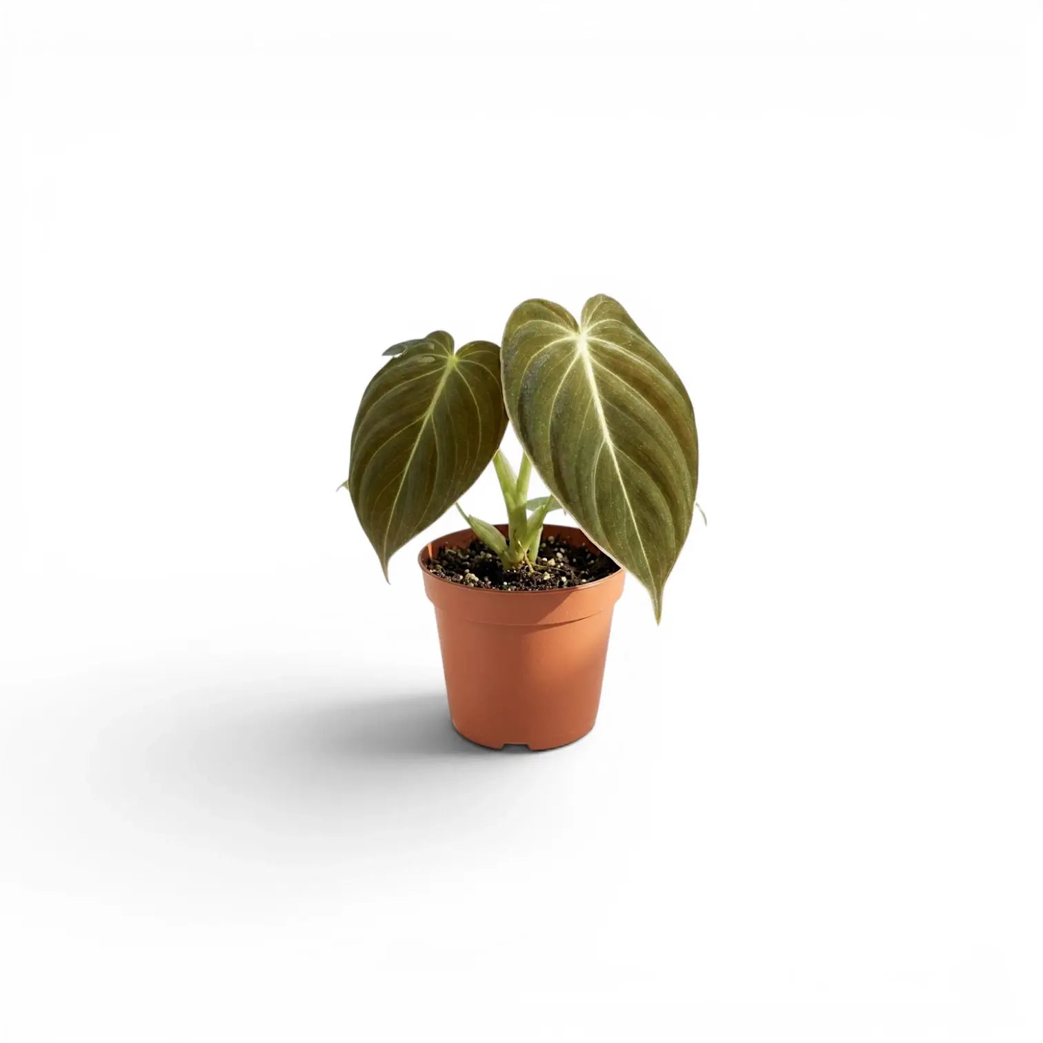 Philodendron melanochrysum als Jungpflanze im Kulturtopf.