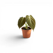 Philodendron melanochrysum als Jungpflanze im Kulturtopf.