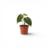 Philodendron melanochrysum als Jungpflanze im Kulturtopf.