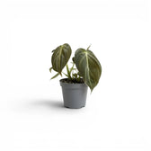 Philodendron melanochrysum als Jungpflanze im Kulturtopf.