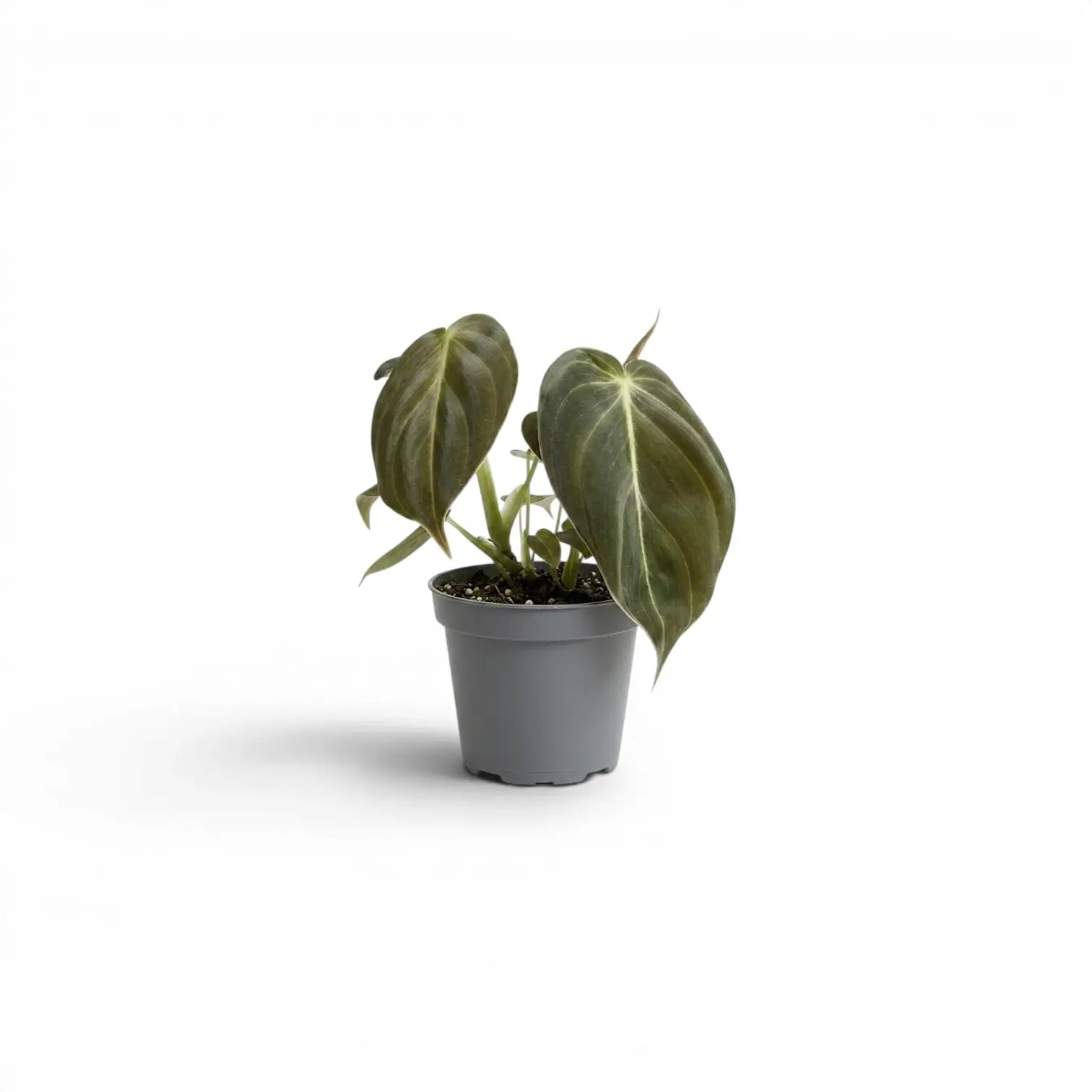 Philodendron melanochrysum als Jungpflanze im Kulturtopf.