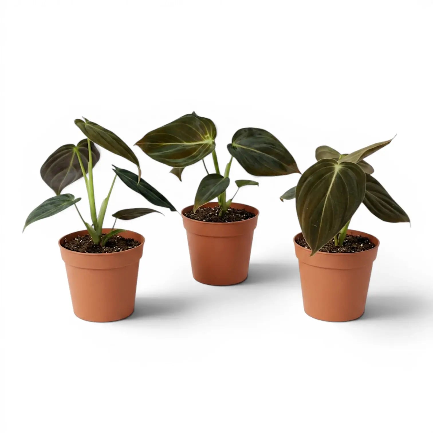 Philodendron melanochrysum als Jungpflanze im Kulturtopf.