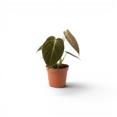 Philodendron melanochrysum als Jungpflanze im Kulturtopf.