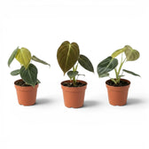 Philodendron melanochrysum als Jungpflanze im Kulturtopf.