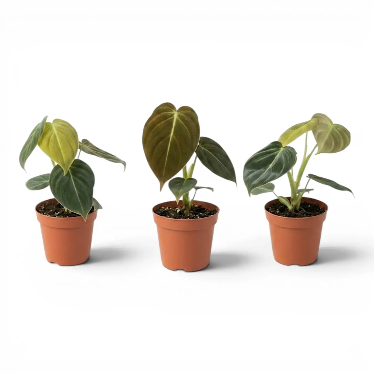 Philodendron melanochrysum als Jungpflanze im Kulturtopf.