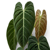 Nahaufnahme der Blätter von Philodendron melanochrysum.