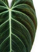 Nahaufnahme der Blätter von Philodendron melanochrysum.