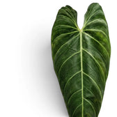 Nahaufnahme der Blätter von Philodendron melanochrysum.