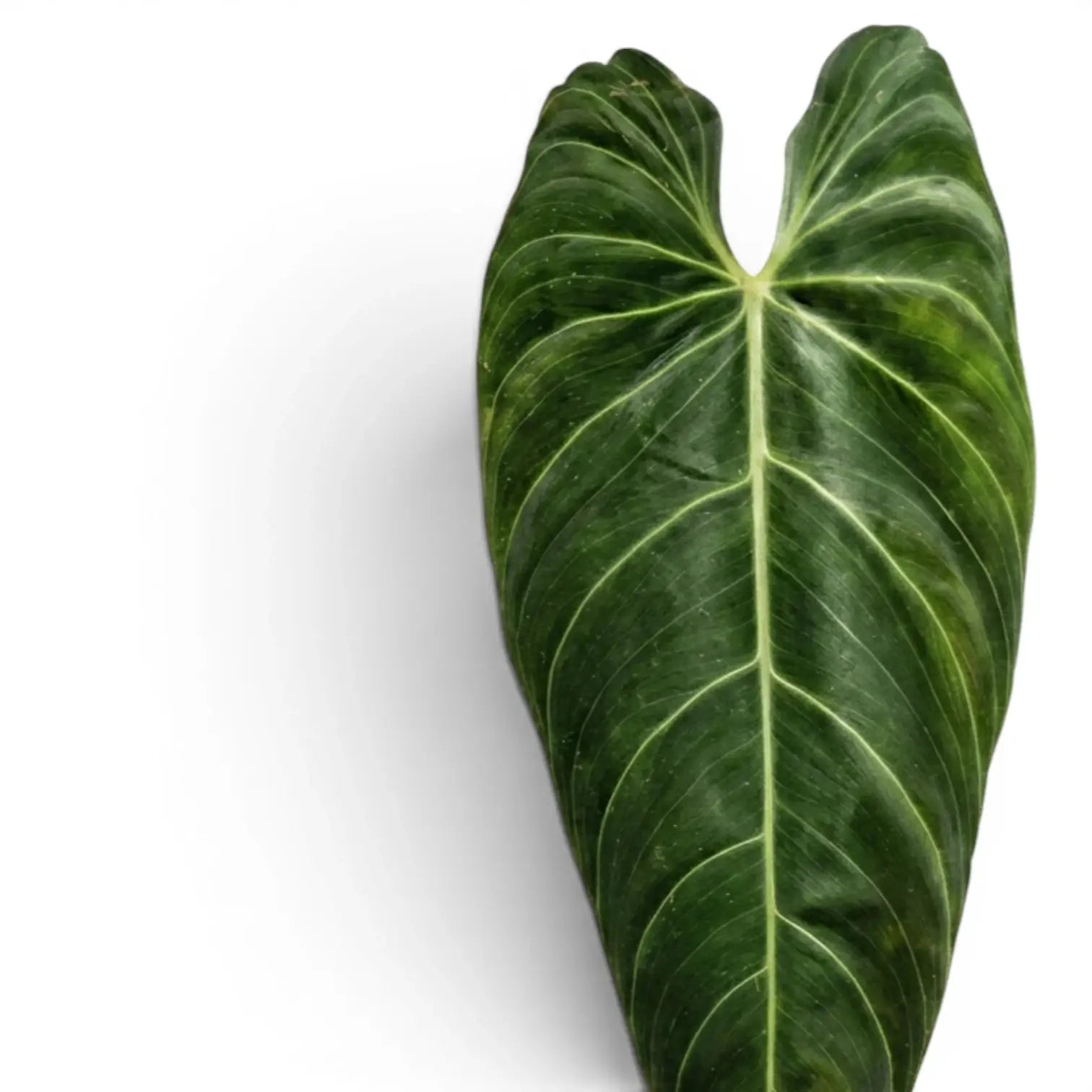 Nahaufnahme der Blätter von Philodendron melanochrysum.