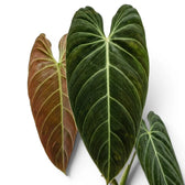 Nahaufnahme der Blätter von Philodendron melanochrysum.