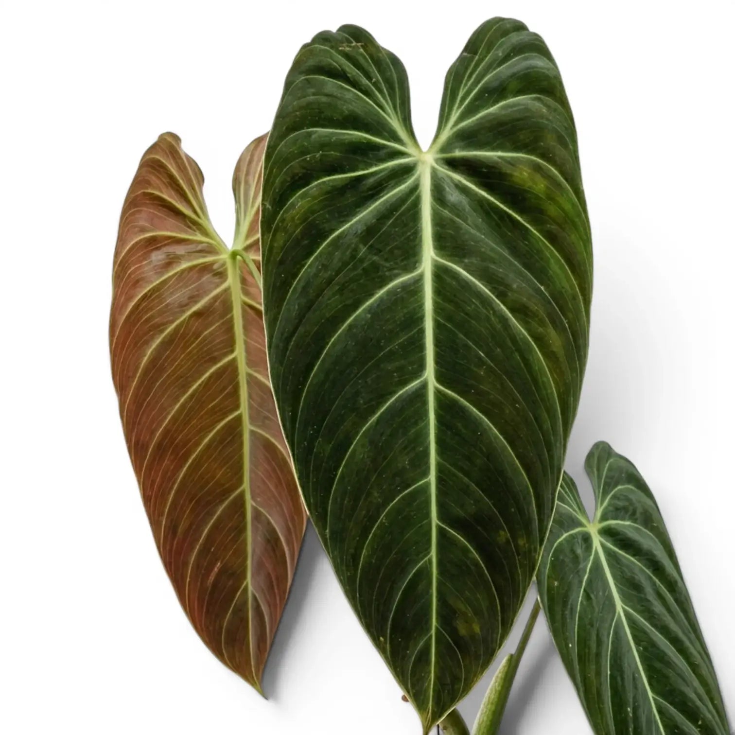 Nahaufnahme der Blätter von Philodendron melanochrysum.