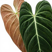 Nahaufnahme der Blätter von Philodendron melanochrysum.