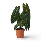 Großer Philodendron melanochrysum im Kulturtopf.
