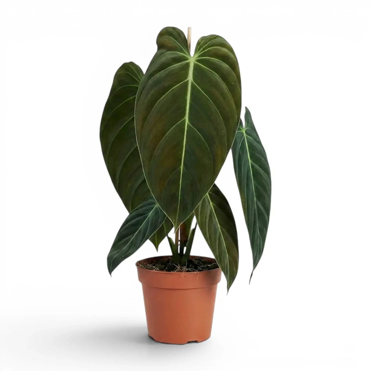 Großer Philodendron melanochrysum im Kulturtopf.