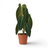 Großer Philodendron melanochrysum im Kulturtopf.
