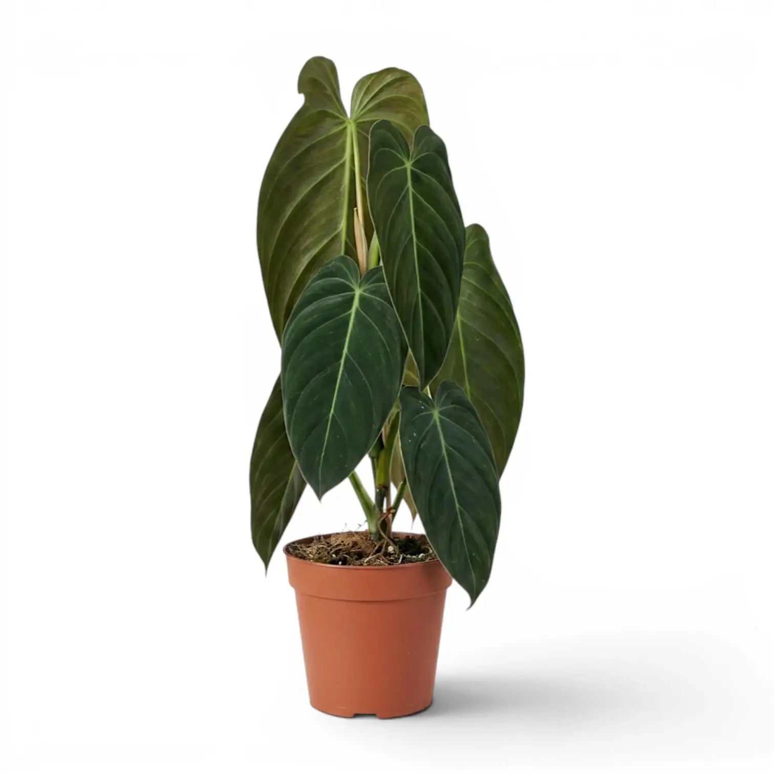 Großer Philodendron melanochrysum im Kulturtopf.
