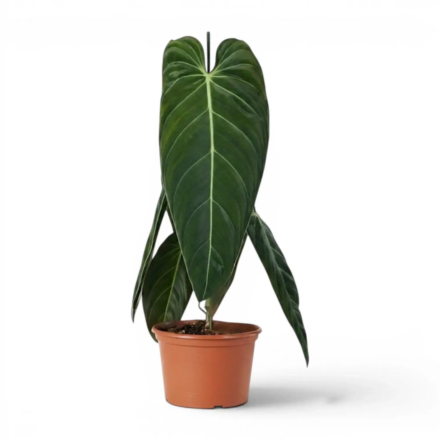 Großer Philodendron melanochrysum im Kulturtopf.