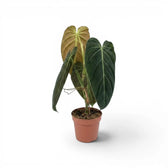 Mittelgroßer Philodendron melanochrysum im Kulturtopf.