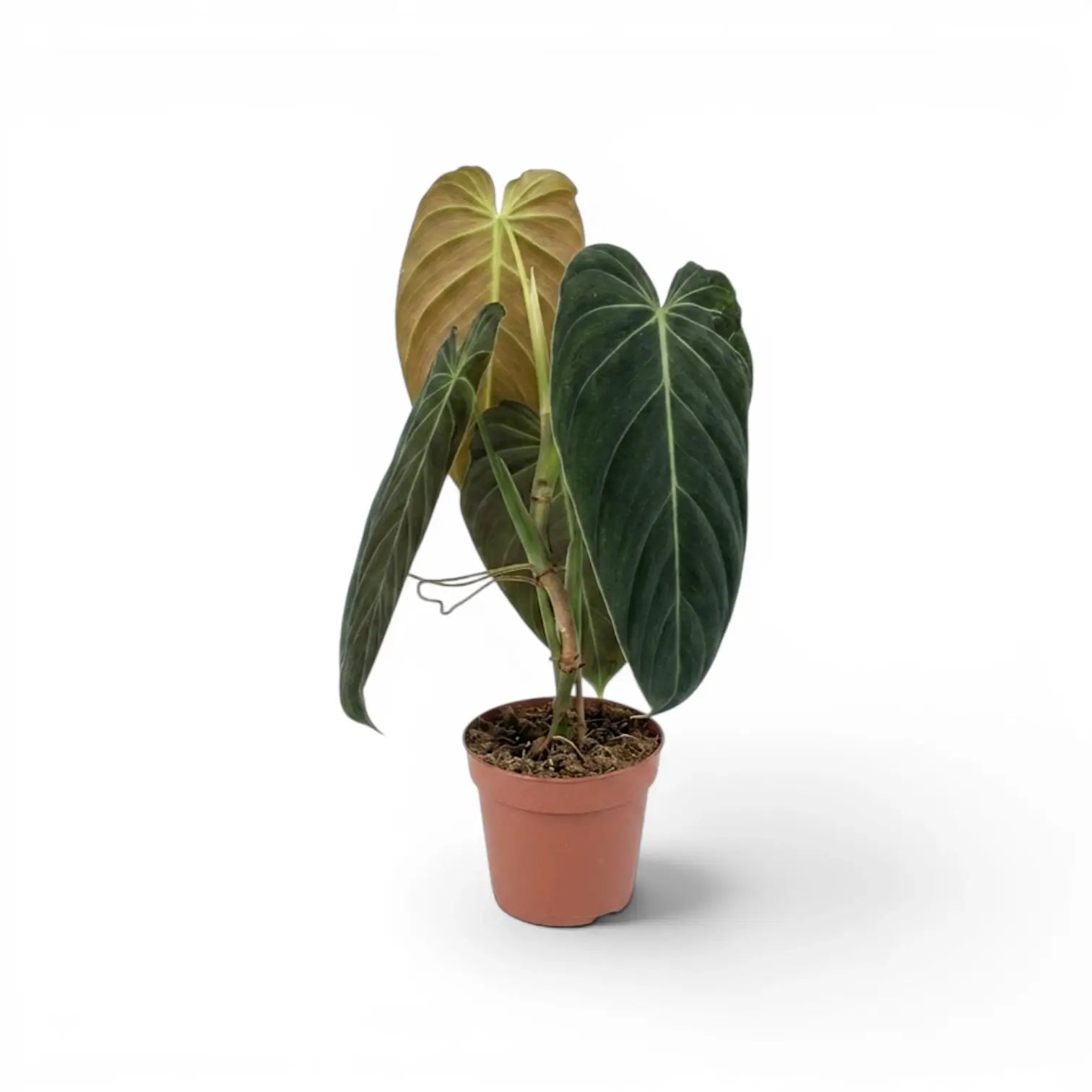 Mittelgroßer Philodendron melanochrysum im Kulturtopf.