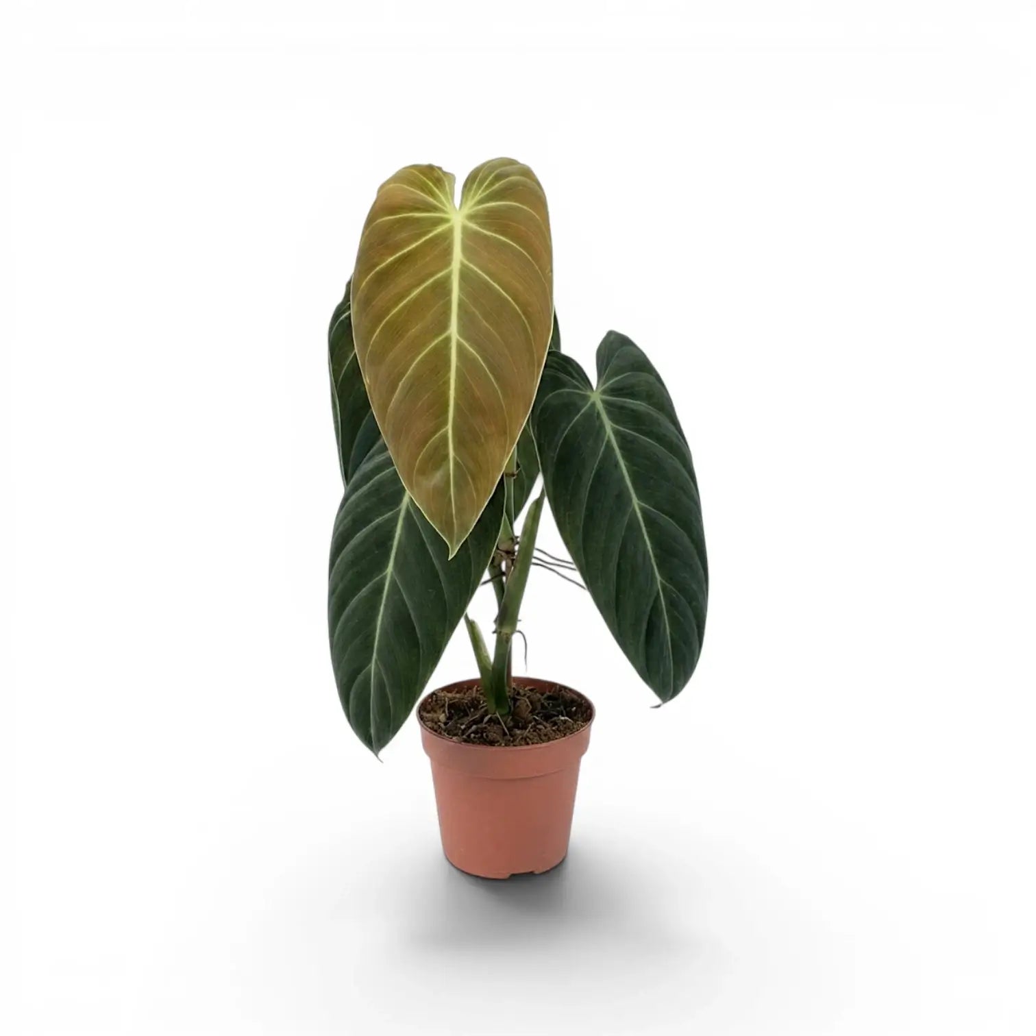 Mittelgroßer Philodendron melanochrysum im Kulturtopf.