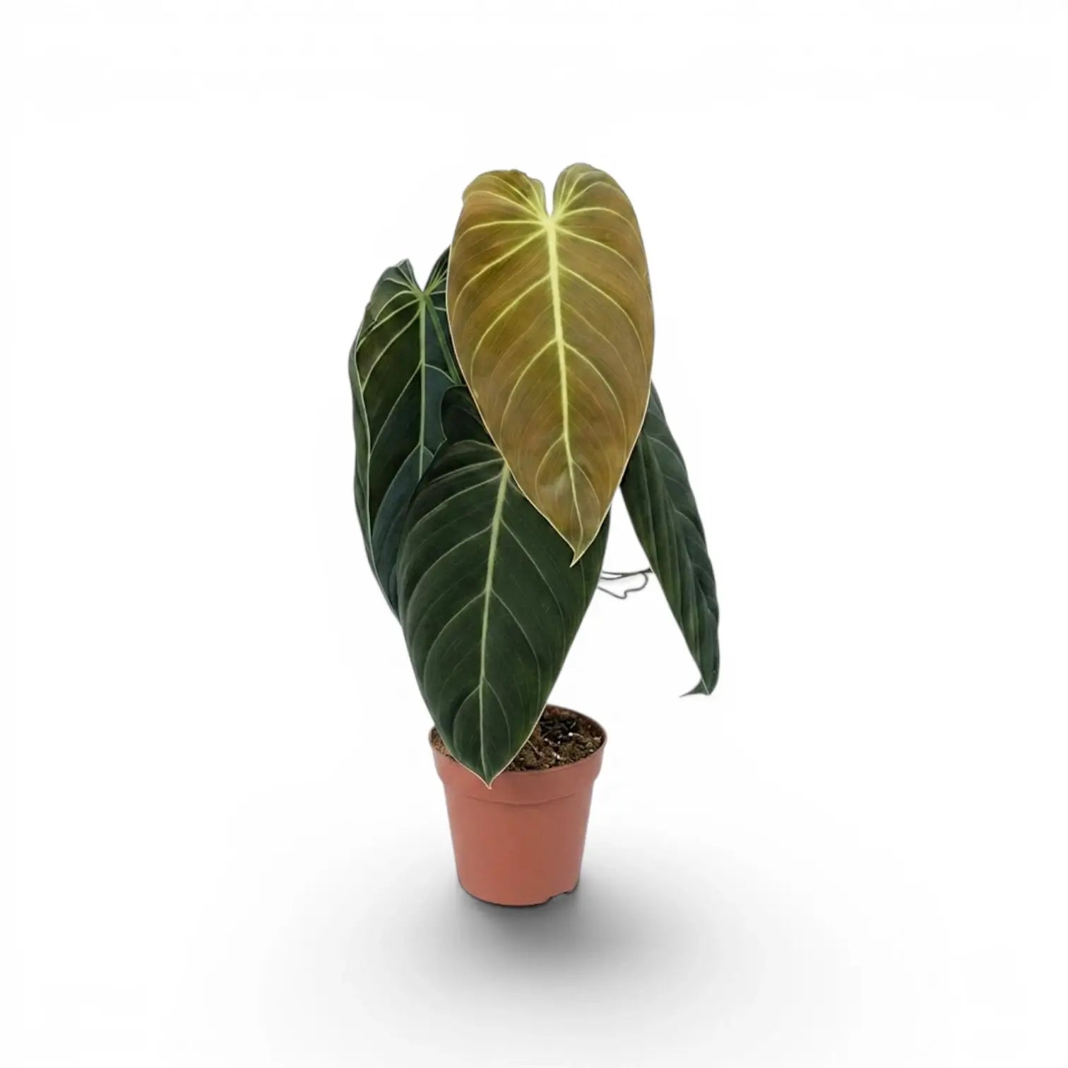 Medium Philodendron melanochrysum plant in a nursery pot.