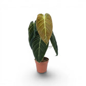 Mittelgroßer Philodendron melanochrysum im Kulturtopf.