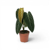 Mittelgroßer Philodendron melanochrysum im Kulturtopf.