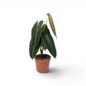 Mittelgroßer Philodendron melanochrysum im Kulturtopf.