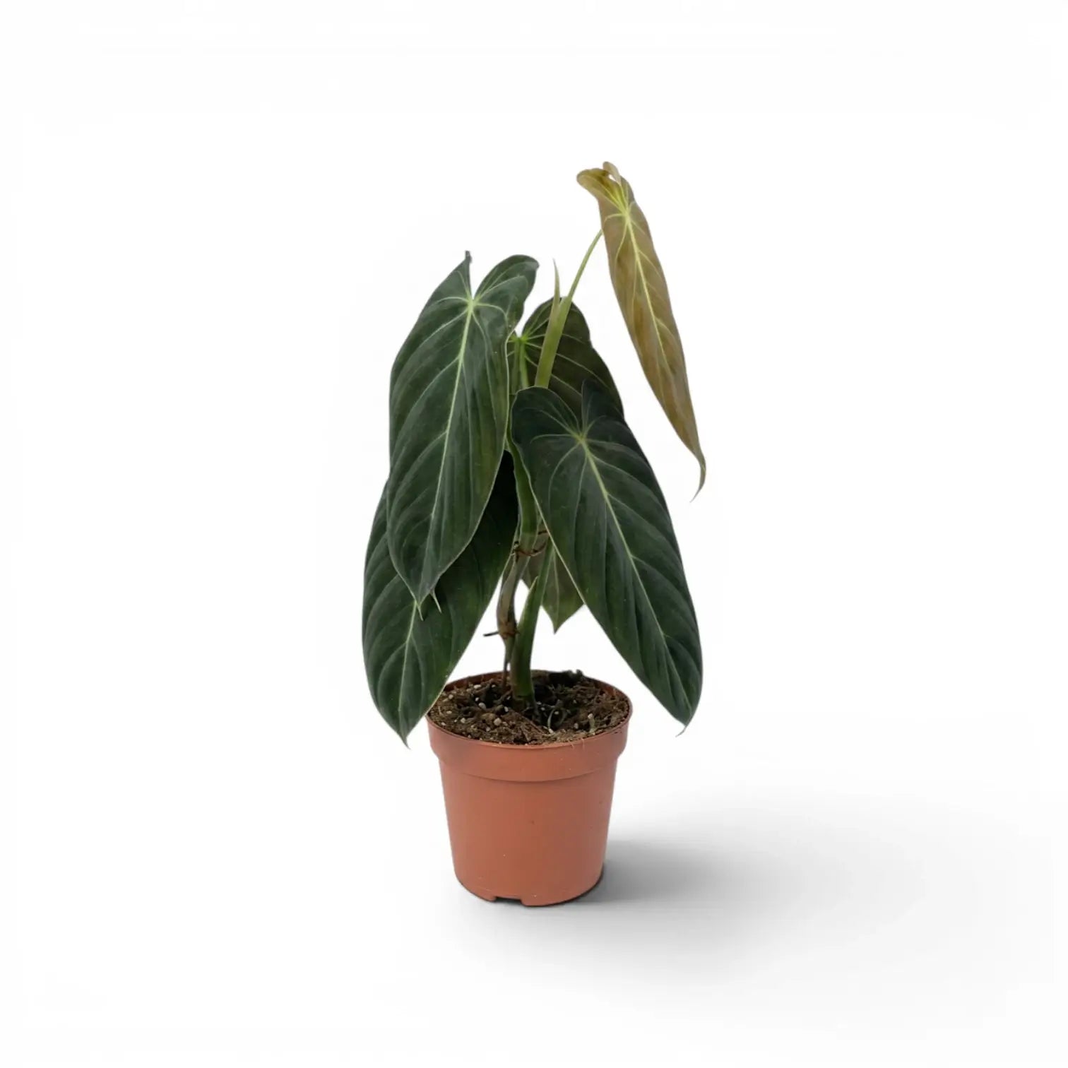 Mittelgroßer Philodendron melanochrysum im Kulturtopf.