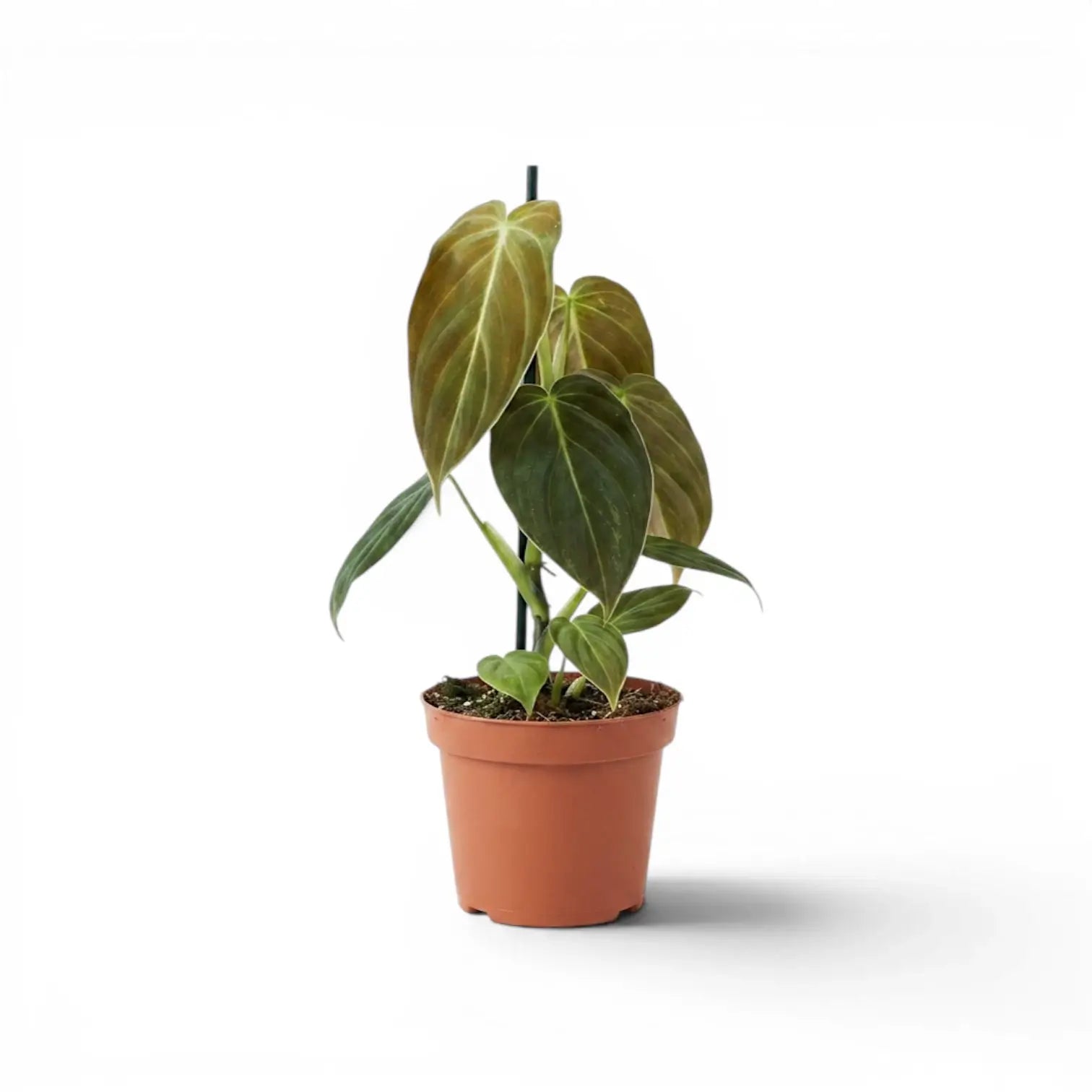 Kleiner Philodendron melanochrysum im Kulturtopf.