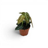 Kleiner Philodendron melanochrysum im Kulturtopf.