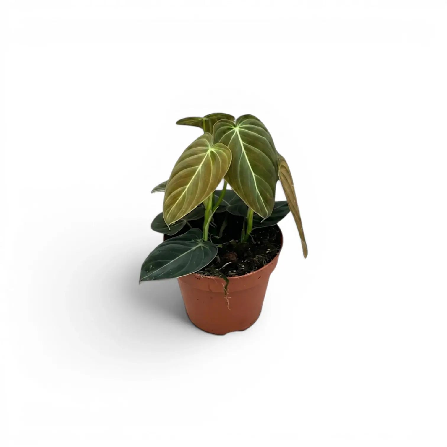 Kleiner Philodendron melanochrysum im Kulturtopf.