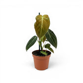 Kleiner Philodendron melanochrysum im Kulturtopf.