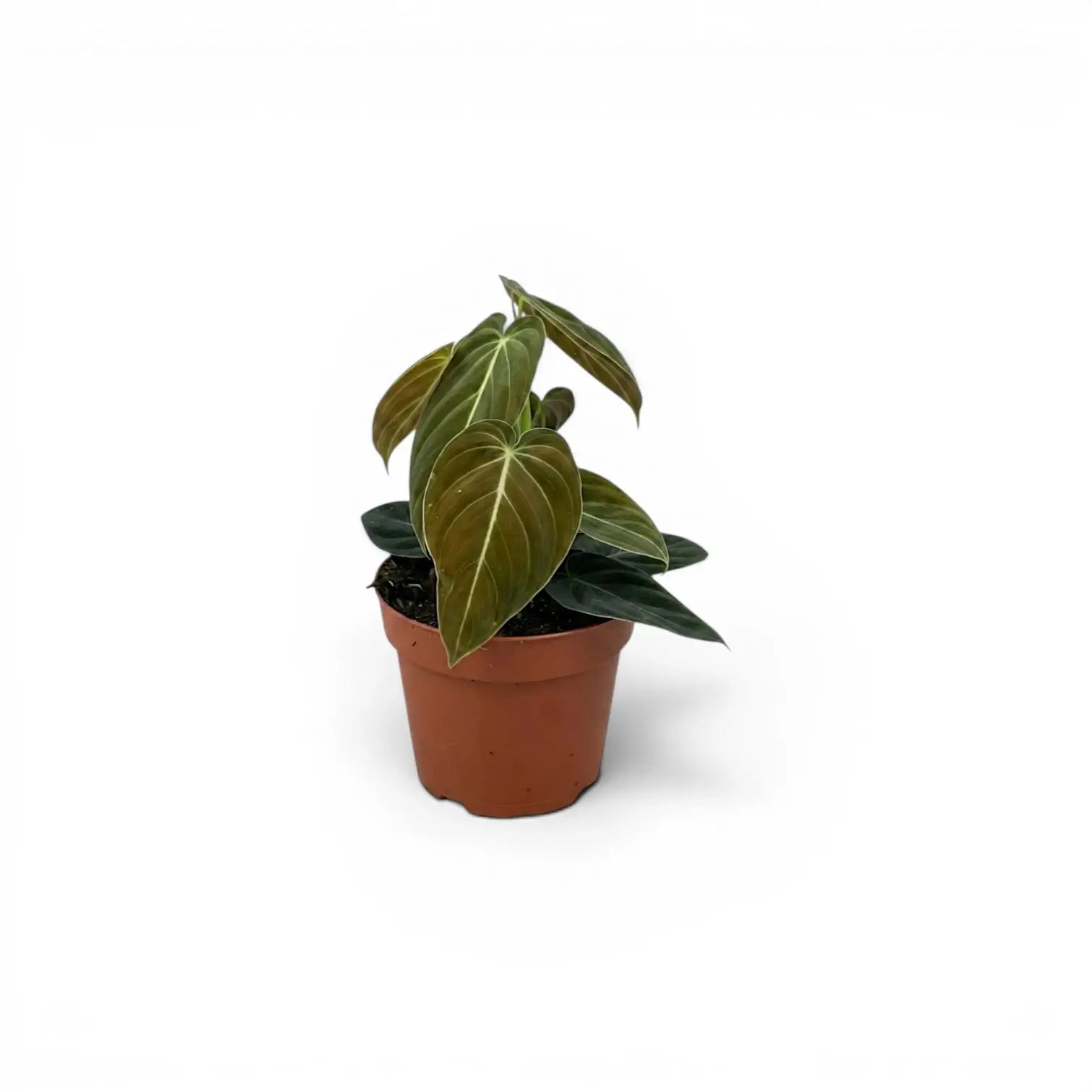 Kleiner Philodendron melanochrysum im Kulturtopf.