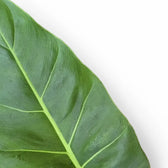 melinonii philodendron Philodendron melinonii – Large, Glossy Self-Heading Aroid
