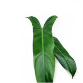 Philodendron mexicanum close-up of leaf on white background.