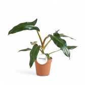 Philodendron mexicanum potted plant in nursery pot on white background.