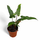 Philodendron mexicanum potted plant in nursery pot on white background.