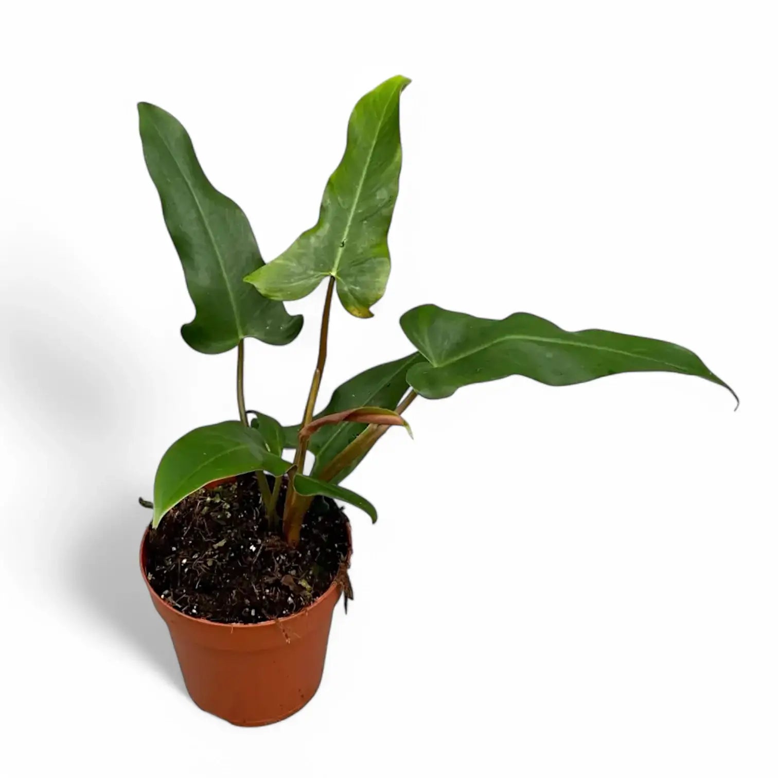 Philodendron mexicanum potted plant in nursery pot on white background.