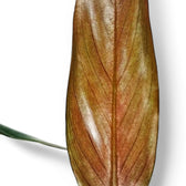 Philodendron mexicanum potted plant in nursery pot on white background.