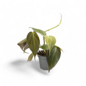 Philodendron micans (Philodendron hederaceum var. hederaceum) – Topfpflanze im Kulturtopf vor weißem Hintergrund, Produktfoto 2.