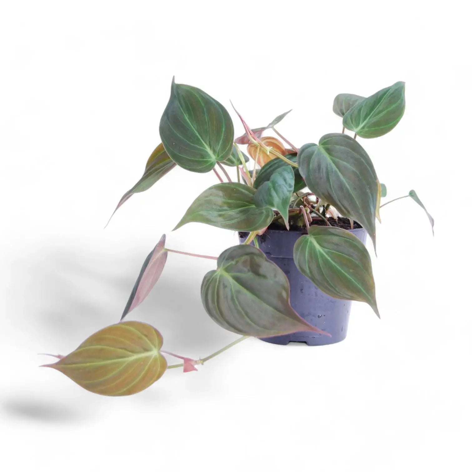 Philodendron micans (Philodendron hederaceum var. hederaceum) – Topfpflanze im Kulturtopf vor weißem Hintergrund, Produktfoto 4.