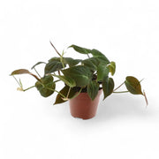 Philodendron micans (Philodendron hederaceum var. hederaceum) – Topfpflanze im Kulturtopf vor weißem Hintergrund, Produktfoto 5.